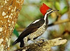 Image result for Dryocopus lineatus