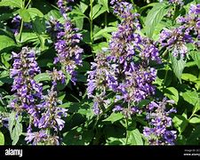 Image result for Nepeta subsessilis Laufen