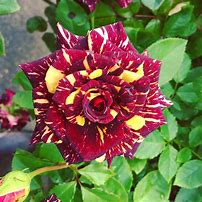 Image result for Hybrid Tea Rose Garden