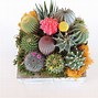 Image result for Cactus Arrangements in Pots
