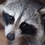 Image result for Raccoon Screensaver