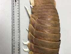 Image result for Giant Isopod Bite