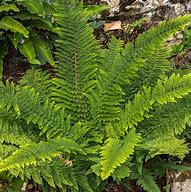 Image result for Polystichum setiferum Mad Pattii