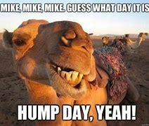Image result for Hump Day Sheep Meme