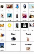 Image result for 5 Senses Picture Sort