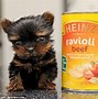 Image result for Smallest Baby Dog in the World