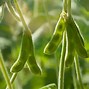Image result for soybean plant photos