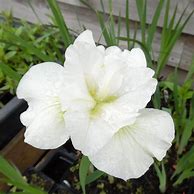 Image result for Iris sibirica Snow Queen