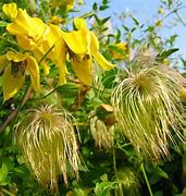 Image result for Clematis Foliage