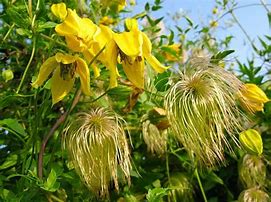 Image result for Clematis X Jouiniana Praecox