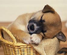 Image result for Puppy Sleeping Funny