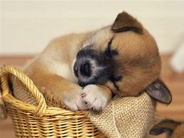 Image result for Slepping Puppy