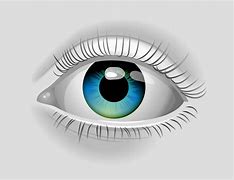 Image result for Eye Vector Illustration