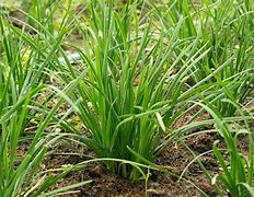 Image result for Growing Garlic Chives Indoors