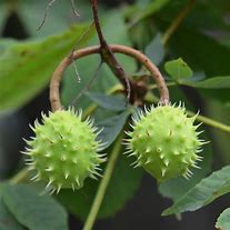 Lychee Nut Fruit 的图像结果