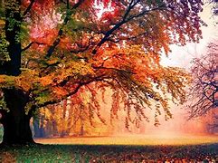 Image result for Tree Background Wallpaper