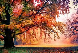 Image result for Beautiful Desktop Backgrounds Trees