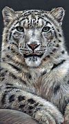 Image result for Hand Drawn Animals