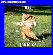 Image result for Cat Memes Clean for Kids