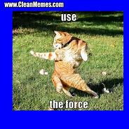 Image result for Raving Cat Meme