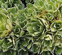 Image result for Saxifraga canis-dalmatica