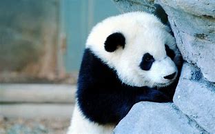 Image result for Beautiful Baby Pandas