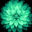Image result for iOS Wallpaper Flower