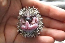 Image result for Hedgehog Baby Cute