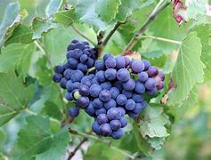 Image result for What Fruit Grows On Vines