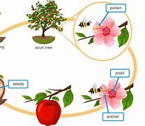 Image result for Plant Life Cycle Model
