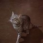 Image result for Mimsie The Cat St. Elsewhere