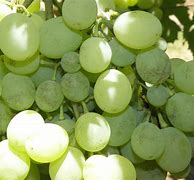 Image result for White Spots On Grapes