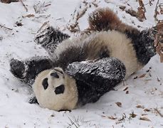Image result for Giant Panda Habitat