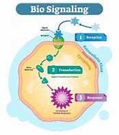 Image result for Signaling Pathway Illustration
