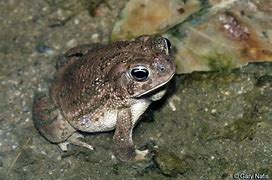 Image result for Sad Frog Face