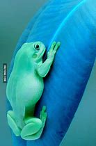 Image result for Cute Frog Popsocket