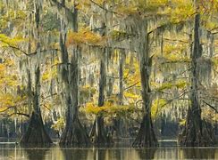 Image result for Cypress Swamps in Louisiana