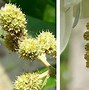 Image result for Silver Button Plant