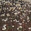 Image result for Edgeworthia chrysantha Grandiflora