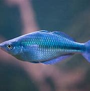 Image result for Fish with 8 Eyes