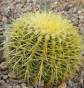 Image result for Nevada Desert Plants