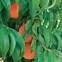 Image result for Fruit Tree Pruning Chart