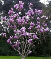 Image result for Saucer Magnolia Tree