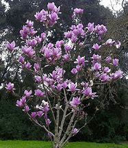 Bildergebnis für Magnolia soulangiana