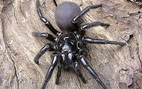 Image result for Venomous Funnel Web Spider