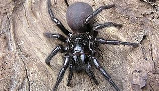 Image result for Australian Sydney Funnel Web Spider