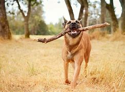 Image result for Very Cool Dog