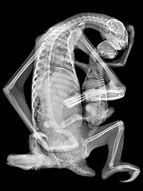 Image result for Sloth X-Ray Art