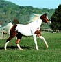 Image result for Horse Paint 4K