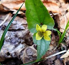 Image result for Yellow Violet Flower
